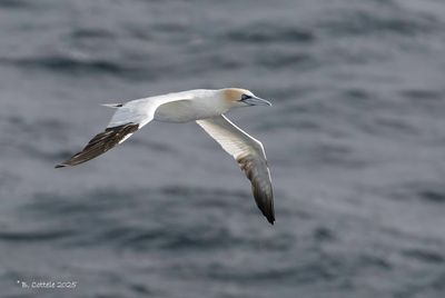 Gannets