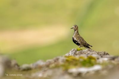 Goudplevier - European golden plover - Pluvialis apricaria