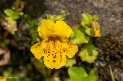 Gele maskerbloem - Mimulus guttatus