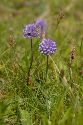 Blauwe knoop - Devil's-bit scabious - Succisa pratensis