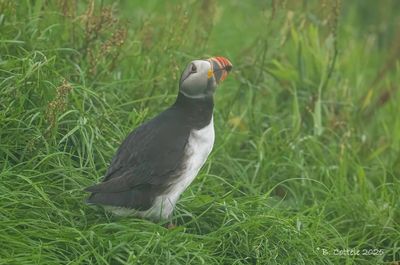 Papegaaiduiker - Atlantic puffin - Fratercula arctica