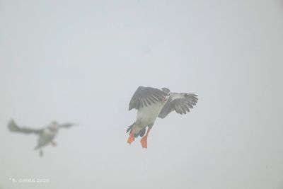 Papegaaiduiker - Atlantic puffin - Fratercula arctica