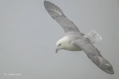 Noordse stormvogel - Northern fulmar - Fulmarus glacialis