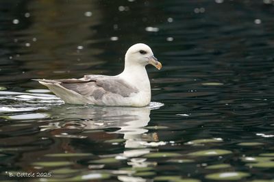 Noordse Stormvogel - Northern Fulmar