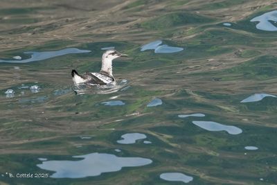 Zwarte zeekoet - Black guillemot - Cepphus grylle