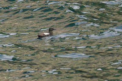 Auks