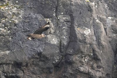Skuas & Jaegers