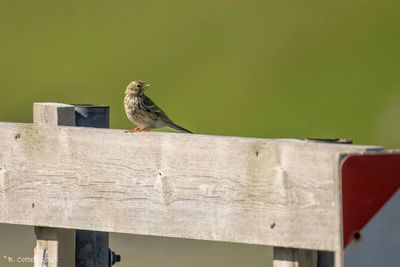 Graspieper - Meadow pipit - Anthus pratensis