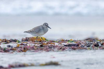 Kanoet - Red knot - Calidris canutus