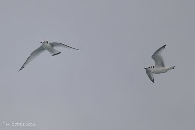 Drieteenmeeuw - Black-legged Kittiwake