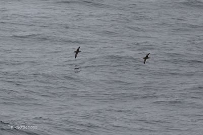 Grauwe pijlstormvogel - Sooty shearwater - Ardenna grisea