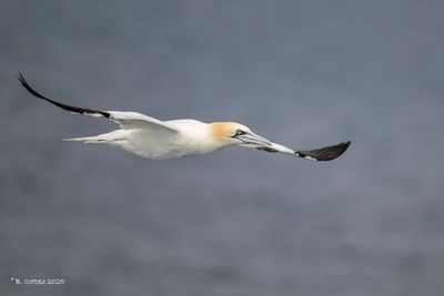 Jan-van-gent - Northern gannet - Morus bassanus