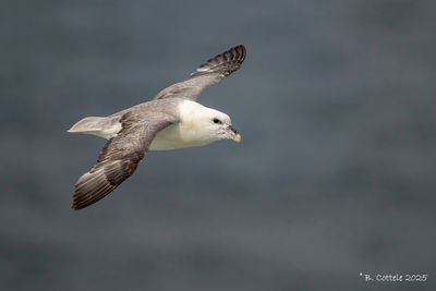 Noordse stormvogel - Northern fulmar - Fulmarus glacialis