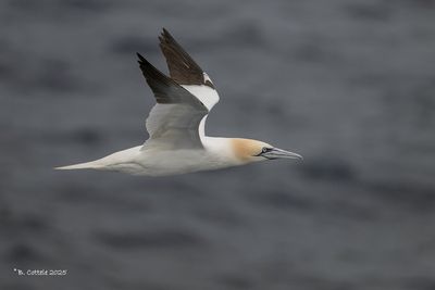 Jan-van-gent - Northern gannet - Morus bassanus
