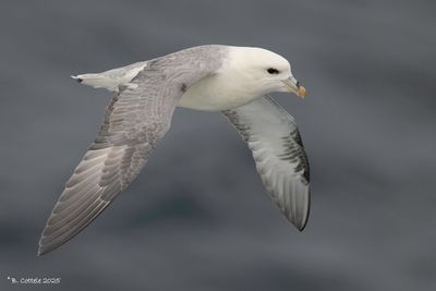 Noordse stormvogel - Northern fulmar - Fulmarus glacialis