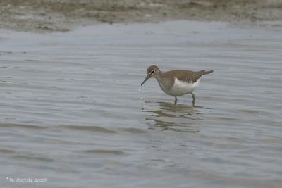 Oeverloper - Common sandpiper - Actitis hypoleucos