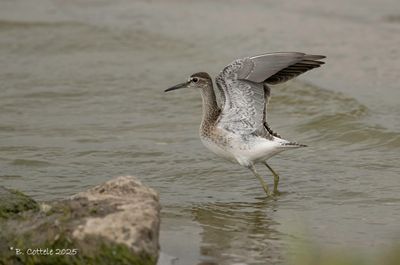 Bosruiter - Wood Sandpiper