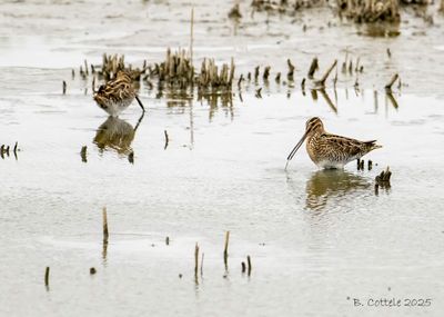 Watersnip - Common snipe - Gallinago gallinago