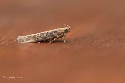 Bietzandvleugeltje - Beet moth - Scrobipalpa ocellatella