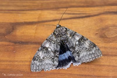 Spinneruilen / Erebidae