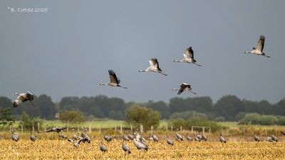 Kraanvogel - Common Crane
