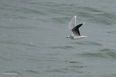 Dwergmeeuw - Little gull - Hydrocoloeus minutus