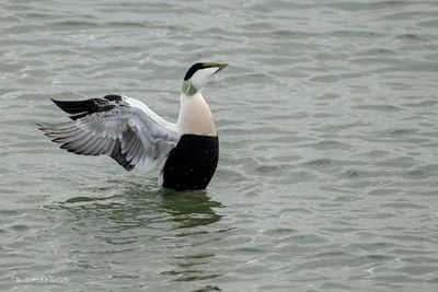 Eider - Common eider - Somateria mollissima