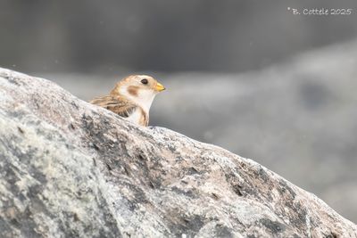 Longspurs & Snow Buntings