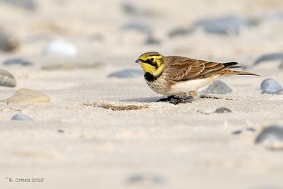 Strandleeuwerik - Horned lark - Eremophila alpestris