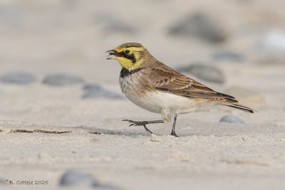 Helgoland October 5th-10th 2025