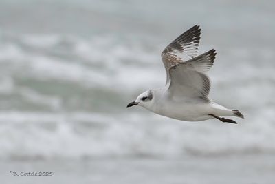 Zwartkopmeeuw - Mediterranean gull - Ichthyaetus melanocephalus