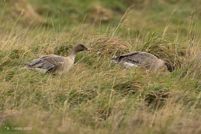 Kleine rietgans - Pink-footed goose