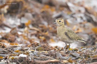Goudplevier - European golden plover - Pluvialis apricaria