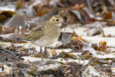 Goudplevier - European golden plover - Pluvialis apricaria