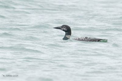 IJsduiker - Great Northern Loon
