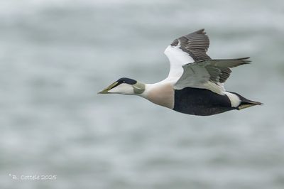 Eider - Common Eider