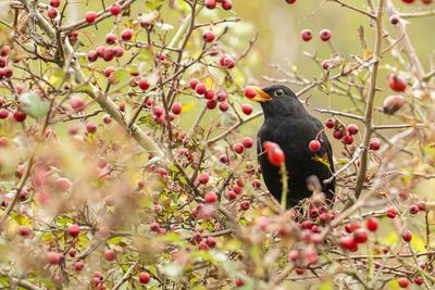 Merel - Common blackbird - Turdus merula