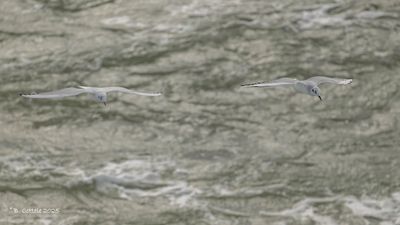 Kleine Kokmeeuw - Bonaparte's Gull