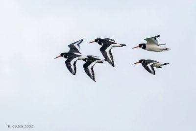 Scholekster - Eurasian Oystercatcher