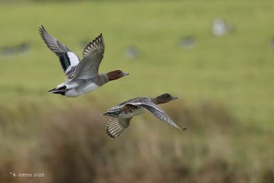 Smient - Eurasian Wigeon
