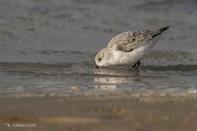 Drieteenstrandloper - Sanderling