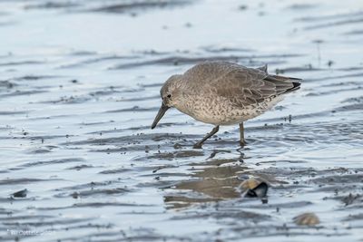 Texel The Netherlands 27th - 31st October 2025