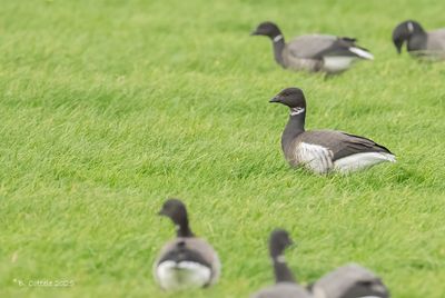 Rotgans - Brent Goose