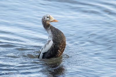 Brileider - Spectacled eider - Somateria fischeri