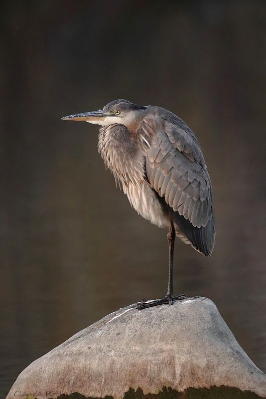 Grand héron / Great Blue Heron