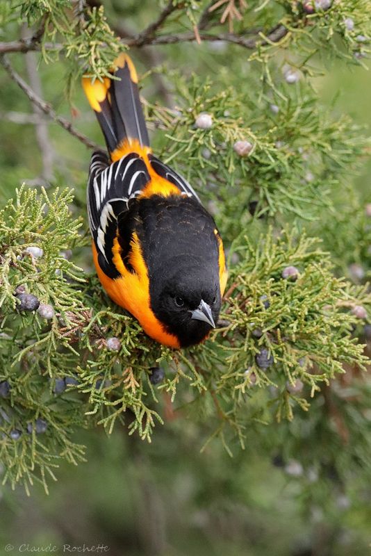 Oriole de Baltimore /  Baltimore Oriole