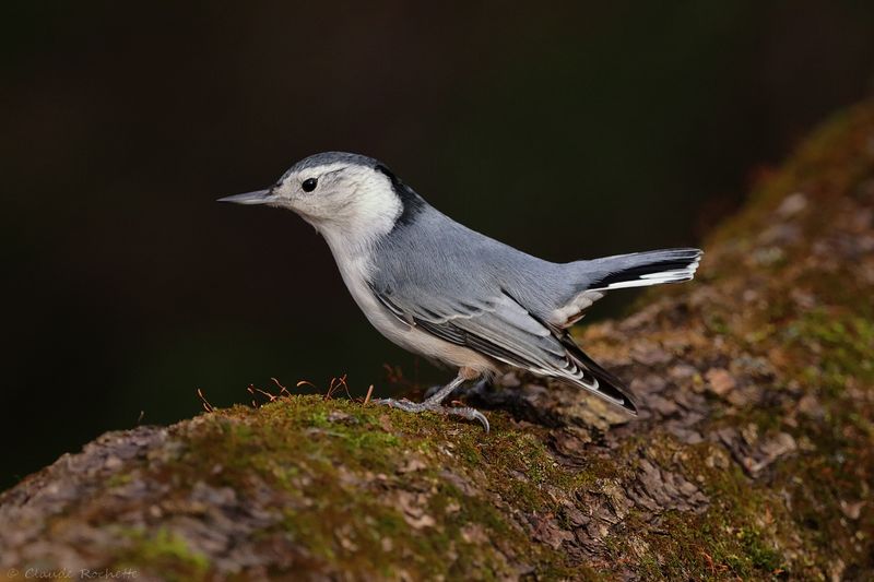Sittelle à poitrine blanche / White-breasted Nuthatch