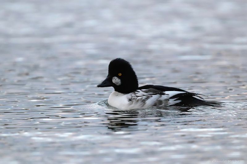 Garrot à oeil d'or / Common Goldeneye