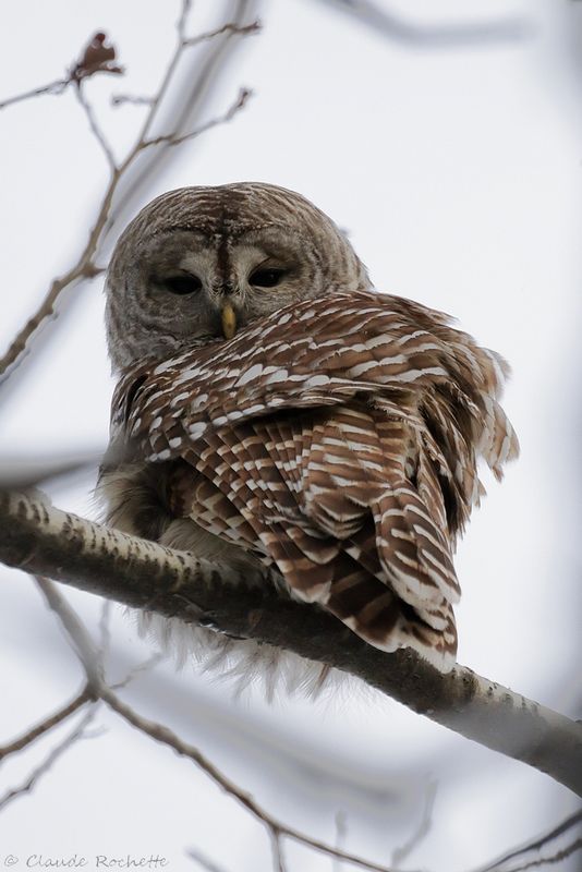 Chouette rayée / Barred Owl