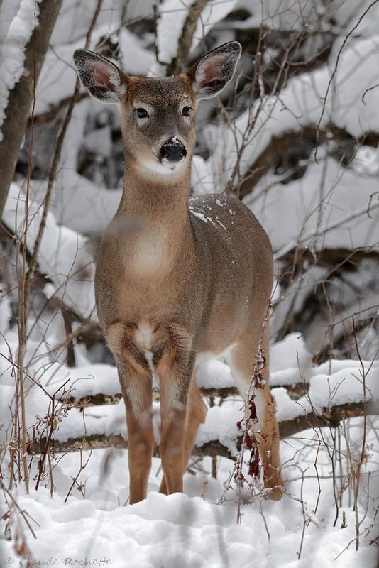 Cerf de Virginie / White-tailed Deer